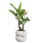 amber roll low 43cm linen white